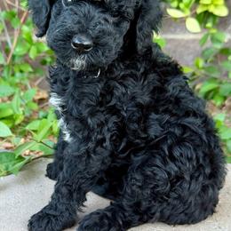 Poodle puppies from Vegas Poodles