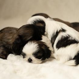 Shih Tzu Puppies from Good Lil Shih Tzu