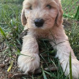 Pibble - Cream female Goldendoodle puppy in Louisburg, North Carolina from Lakes Golden Doodles