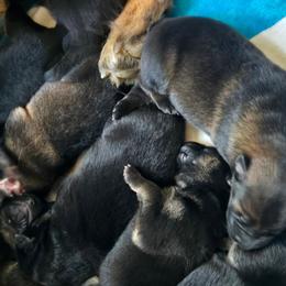 Black and Tan male WALTER - Black and tan male German Shepherd puppy in Buckfield, Maine from Levesques German Shepherds