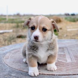 Cookie - Red male Pembroke Welsh Corgi puppy in Stockton, Utah from BW Corgis