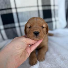 Female 2, Pink - Golden female Golden Retriever puppy in Utah from Deseret Peak Goldens