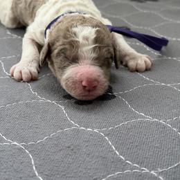 Purple collar - Merle female Labradoodle puppy in Manor, Texas from The Lovadoodles of Texas