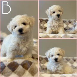 Chip - Blenheim male Cavachon puppy in Smoot, Wyoming from Designer Mountain Mutts
