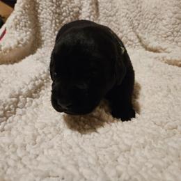 Hawke - Black male Labrador Retriever puppy in Davenport, Washington from LynnDee's Kennel