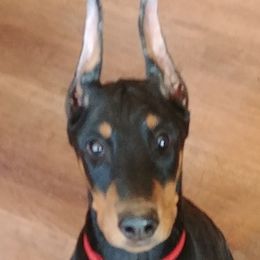 Cocker Spaniel and Doberman Pinscher Puppies from Tamra's