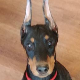 Cocker Spaniel and Doberman Pinscher Puppies from Tamra's