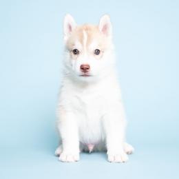 Chisolm - Red and white male Siberian Husky puppy in Meadow Vista, California from Thistle Hill Siberians