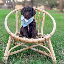 Julian - Chocolate male Goldendoodle puppy in Dallas County, Texas from Dream A Little Doodle