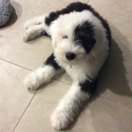Old English Sheepdog Puppies from Snowdowne Too annex