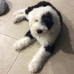 Old English Sheepdog Puppies from Snowdowne Too annex