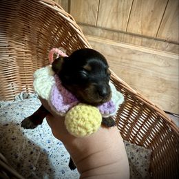 Ana - Black and tan female Dachshund puppy in Bennett, North Carolina from Cherished Dachshunds
