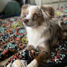 Hippie - Toy Australian Shepherd