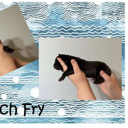 Great Dane Puppies from Alchemy Danes