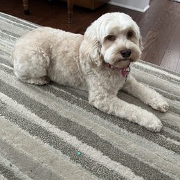 Piper - Cockapoo