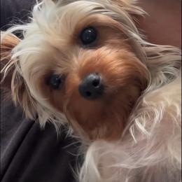 Milady - Yorkshire Terrier