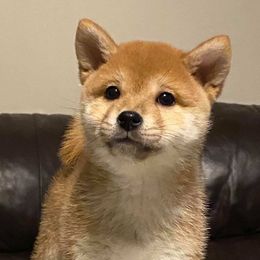 Shiba Inu and Siberian Husky Puppies from Mirage Siberians