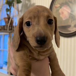 Dachshund puppies from Salchi Dog miniature dachshunds