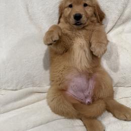 Golden Retriever Puppies from Sultan’s Goldens