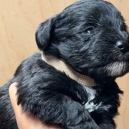 White - Black male Miniature Schnauzer puppy in Sparta, North Carolina from New River Miniature Schnauzers