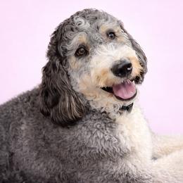 Daisy - Bernedoodle