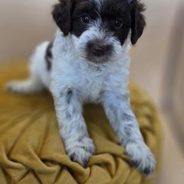Sprout - Parti female Goldendoodle puppy in Decatur, Tennessee from Diamond's Doodles