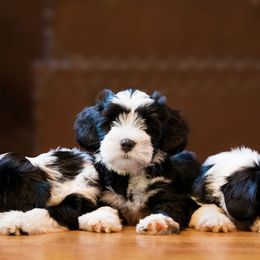 Papillons and Tibetan Terriers from Corsair Tibetan Terriers & Papillons