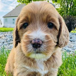 Avril Lavigne - Gold Australian Labradoodle puppy in Washington from Primrose Australian Labradoodles