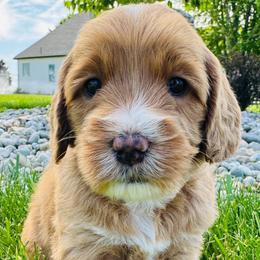 Avril Lavigne - Gold Australian Labradoodle puppy in Washington from Primrose Australian Labradoodles