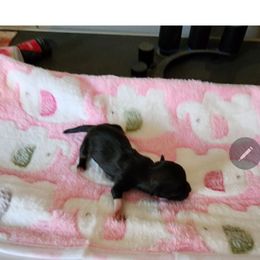 Holly - Chocolate sable female Havanese puppy in Cuba, Missouri from Bouncy Bubbly Havanese