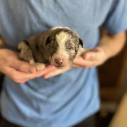 Shore - Merle male Bernedoodle puppy in Clarinda, Iowa from Root and Branch Bernedoodles