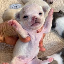White and cream 6,400 female - White female Chihuahua puppy in Summerfield, Florida from Uey’s Chihuahuas