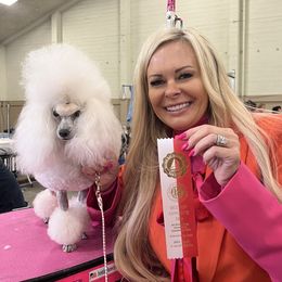 Bichon Frises and Poodles from Amber's Bichon Frise and Poodles
