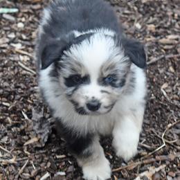 Rico - Blue merle male Miniature Australian Shepherd puppy in Patterson, North Carolina from DreamLine Aussies