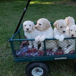Goldendoodle Puppies from Lesia's Goldendoodles