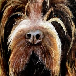 Wirehaired Pointing Griffons from Ear Mountain Griffons