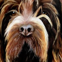 Wirehaired Pointing Griffons from Ear Mountain Griffons