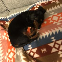 Dachshund Puppies from Birkin’ Paws