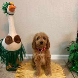 Dawn - Female - Red  female Goldendoodle puppy in Peoria, Arizona from Wroth's Pawsibilities