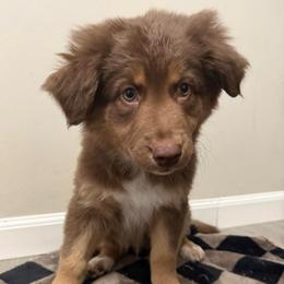 Belle - Red tri-color female Australian Shepherd puppy in East Hartford, Connecticut from CT Aussies