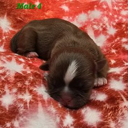 Red Boy - Red male Shih Tzu puppy in Tenino, Washington from Dolled Up Pup