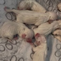Beagle puppies from Beautiful Utah Beagles
