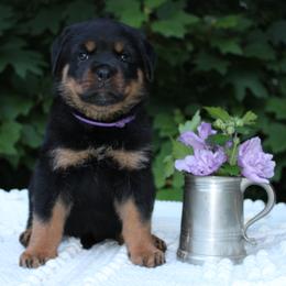 Purple - Black and mahogany female Rottweiler puppy in Goodwater, Alabama from Rom Haus Rottweilers, LLC
