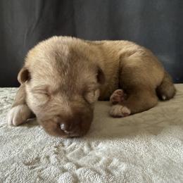 Max (Nickname) - Red and white male Siberian Husky puppy in Fairborn, Ohio from Haven of Free Spirits