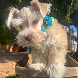 Ash - Wheaten male Miniature Schnauzer puppy in Menifee, California from Moonshine’s Minis