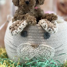 Cavalier King Charles Spaniel and Poodle Puppies from Cav.ish's Missouri Cavaliers and Poodles