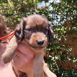 Gus - Red male Dachshund puppy in Lakeland, Florida from Cynthia’s Royal Dachshunds