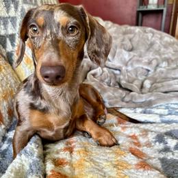 Madrona - Dachshund