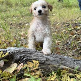 Chinese Crested Puppies from Bare Nakeys