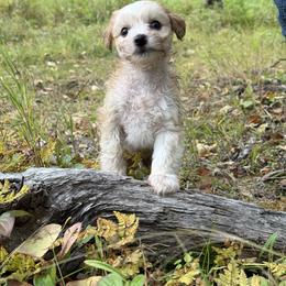 Chinese Crested Puppies from Bare Nakeys